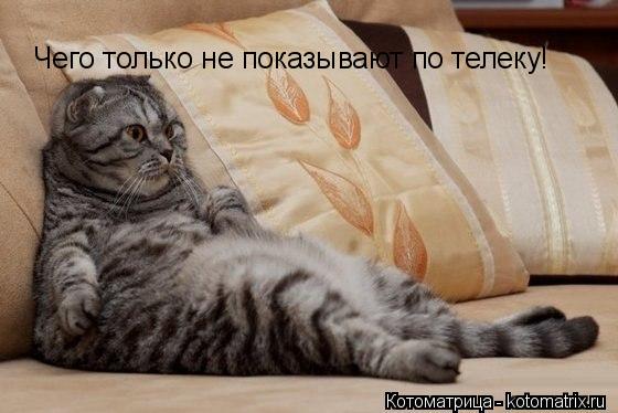 Котоматрица: Чего только не показывают по телеку!
