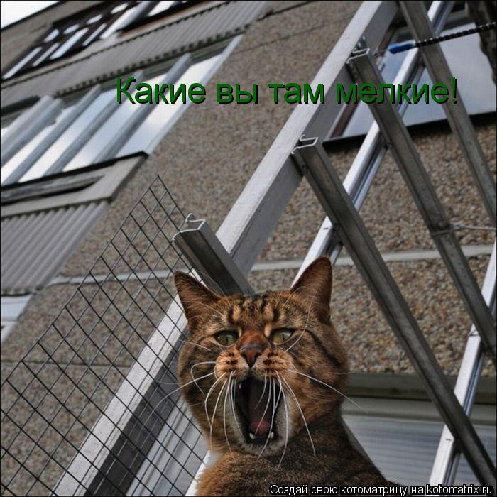 Котоматрица: Какие вы там мелкие!