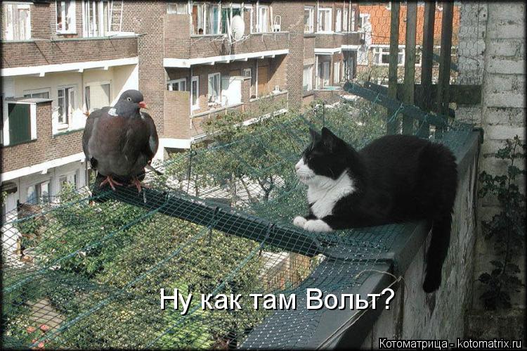 Котоматрица: Ну как там Вольт?