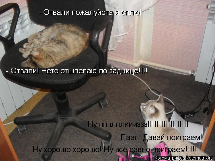 Котоматрица: - Паап! Давай поиграем!  - Отвали пожалуйста я сплю! - Ну ппплллиииззз!!!!!!!!!!!!!!!!!! - Отвали! Нето отшлепаю по заднице!!!! - Ну хорошо хорошо! Ну всё р