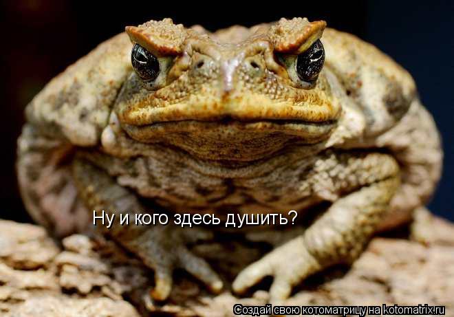 Котоматрица: Ну и кого здесь душить?