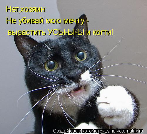 Котоматрица: Нет,хозяин Не убивай мою мечту -  вырастить УСЫ-Ы-Ы и когти!