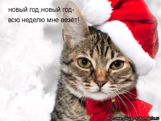 Котоматрица: новый год,новый год-  всю неделю мне везёт!