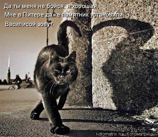 Котоматрица: Да ты меня не бойся, я хорошая, Мне в Питере даже памятник установили, Василисой зовут.