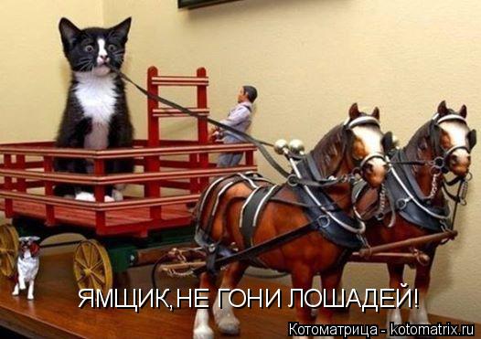 ЯМЩИК,НЕ ГОНИ ЛОШАДЕЙ!... Котоматрица: ЯМЩИК,НЕ ГОНИ ЛОШАДЕЙ!
