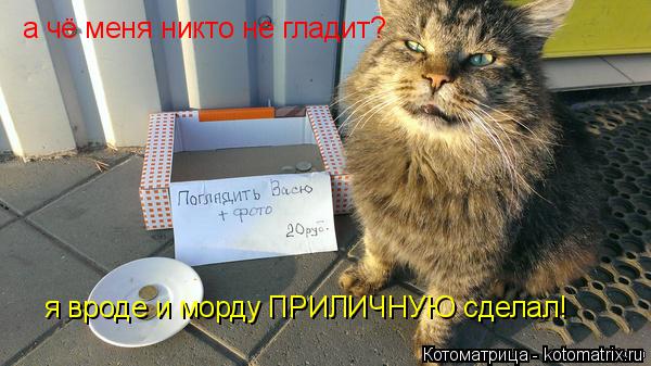 Котоматрица: а чё меня никто не гладит? я вроде и морду ПРИЛИЧНУЮ сделал!