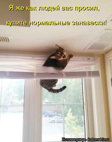 Котоматрица: Я же как людей вас просил, купите нормальные занавески!