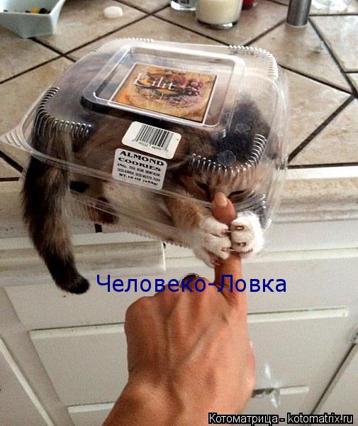 Котоматрица: Человеко-Ловка Человеко-Ловка