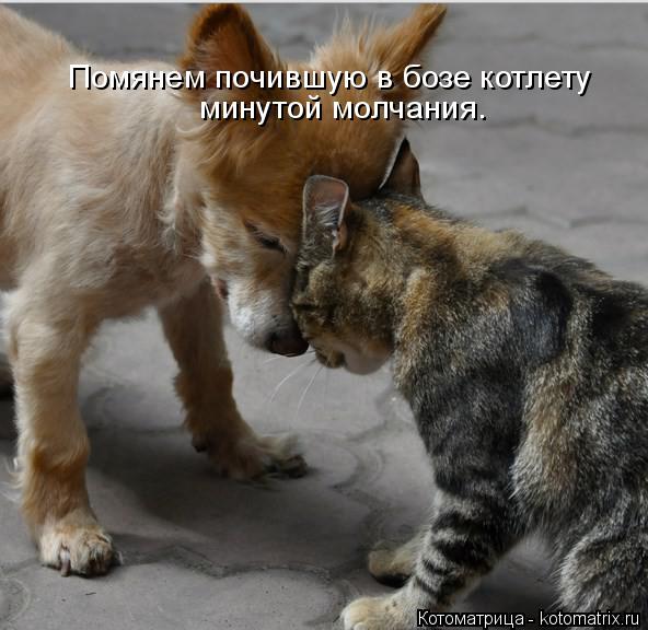 Котоматрица: Помянем почившую в бозе котлету минутой молчания.
