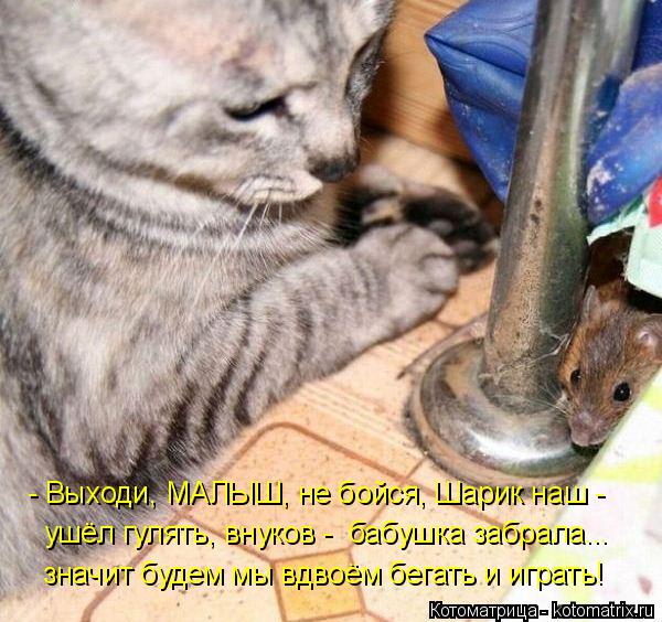 Котоматрица: - Выходи, МАЛЫШ, не бойся, Шарик наш - ушёл гулять, внуков -  бабушка забрала... значит будем мы вдвоём бегать и играть!