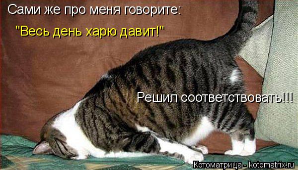 Котоматрица: Сами же про меня говорите: Решил соответствовать!!! "Весь день харю давит!"