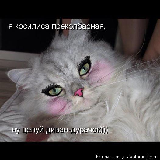 Котоматрица: я косилиса преколбасная, ну целуй диван-дурачок)))