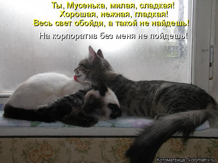 Котоматрица: Ты, Мусенька, милая, сладкая! Хорошая, нежная, гладкая! Весь свет обойди, а такой не найдешь! На корпоратив без меня не пойдешь!
