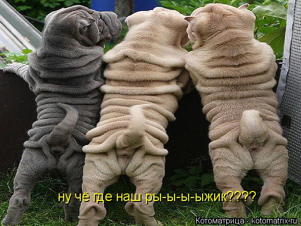 Котоматрица: ну чё где наш ры-ы-ы-ыжик????