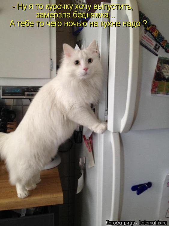 Котоматрица: - Ну я то курочку хочу выпустить, А тебе то чего ночью на кухне надо ? замерзла бедняжка...
