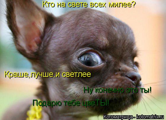 Котоматрица: Кто на свете всех милее? Краше,лучше,и светлее Ну конечно это ты! Подарю тебе цвеТЫ!