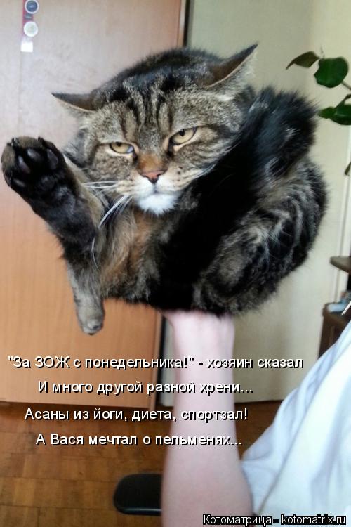 Котоматрица: "За ЗОЖ с понедельника!" - хозяин сказал И много другой разной хрени... Асаны из йоги, диета, спортзал! А Вася мечтал о пельменях...