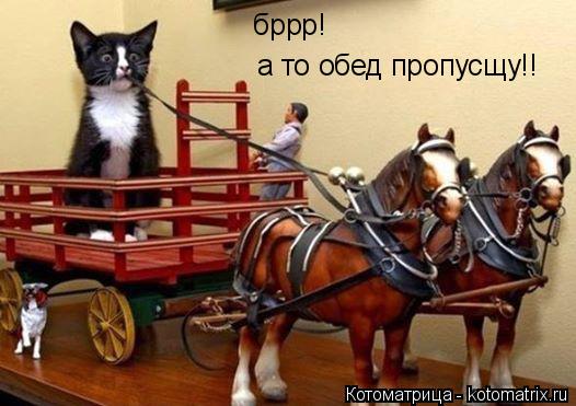 Котоматрица: бррр! а то обед пропусщу!!