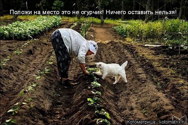 Котоматрица: Положи на место это не огурчик! Ничего оставить нельзя!