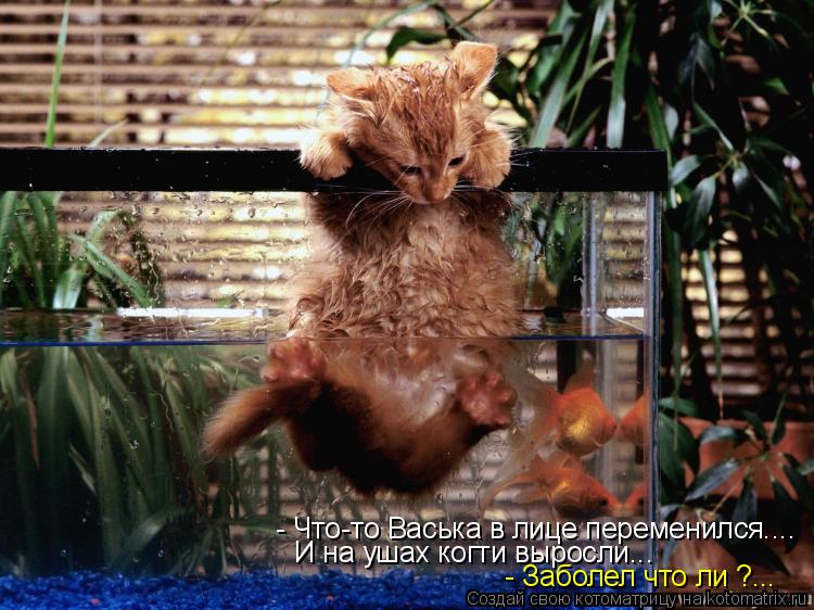 Котоматрица: - Что-то Васька в лице переменился.... И на ушах когти выросли... - Заболел что ли ?...