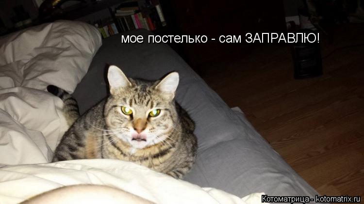 Котоматрица: мое постелько - сам ЗАПРАВЛЮ!