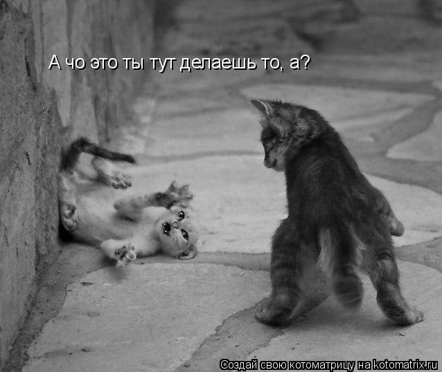 Котоматрица: А чо это ты тут делаешь то, а?