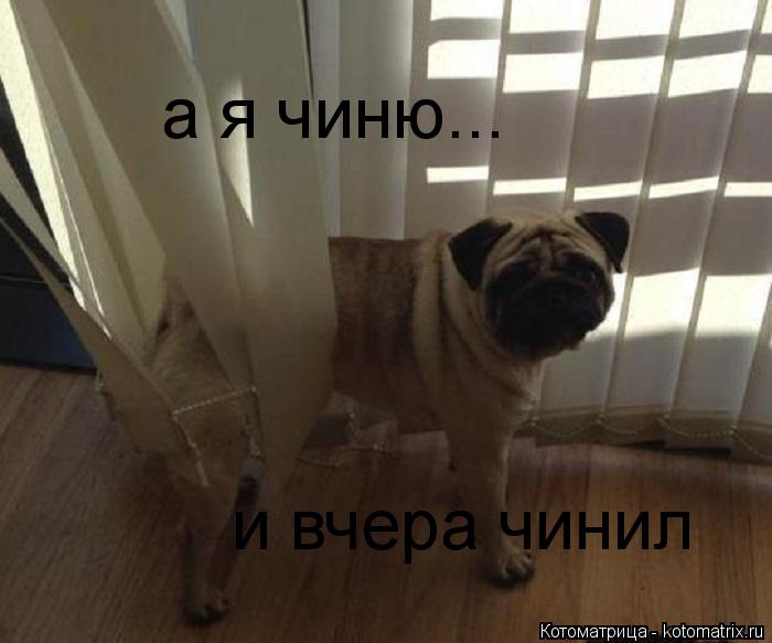 Котоматрица: а я чиню... и вчера чинил