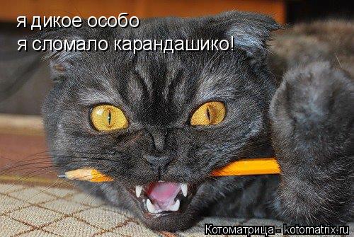 Котоматрица: я дикое особо  я сломало карандашико!
