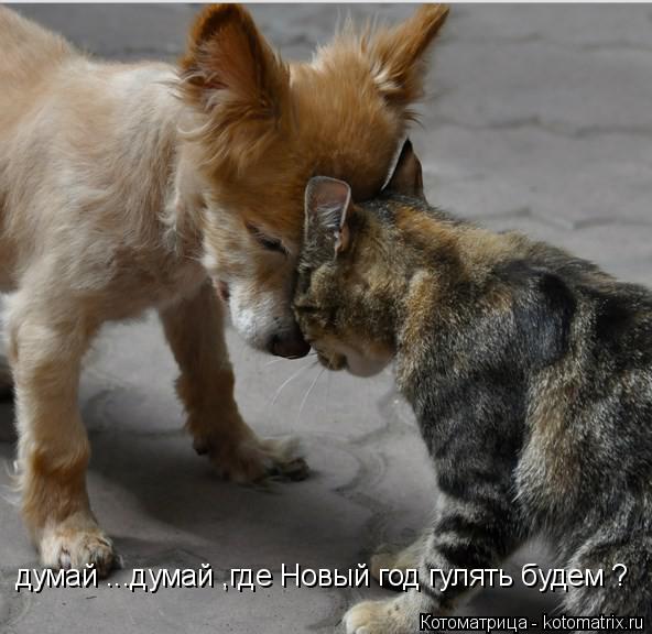 Котоматрица: думай ...думай ,где Новый год гулять будем ?