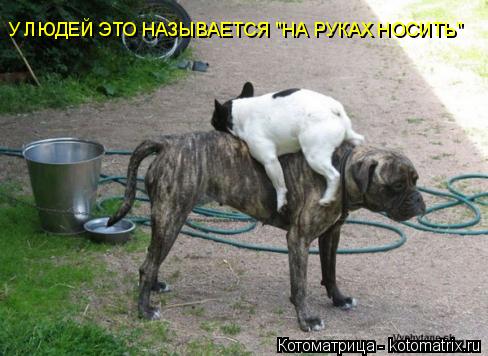 Котоматрица: У ЛЮДЕЙ ЭТО НАЗЫВАЕТСЯ "НА РУКАХ НОСИТЬ"