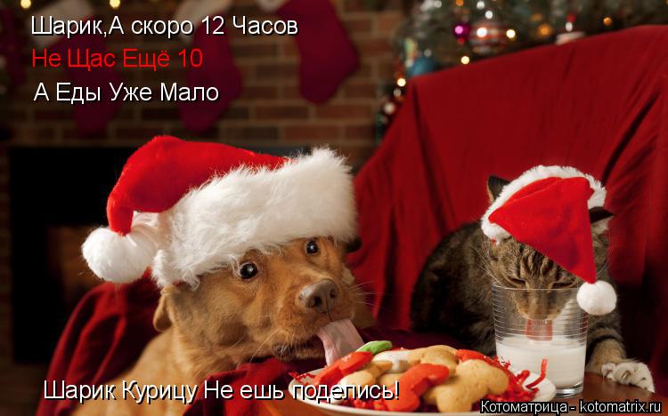 Котоматрица: Шарик,А скоро 12 Часов Не Щас Ещё 10 А Еды Уже Мало Шарик Курицу Не ешь поделись! Шарик Курицу Не ешь поделись!