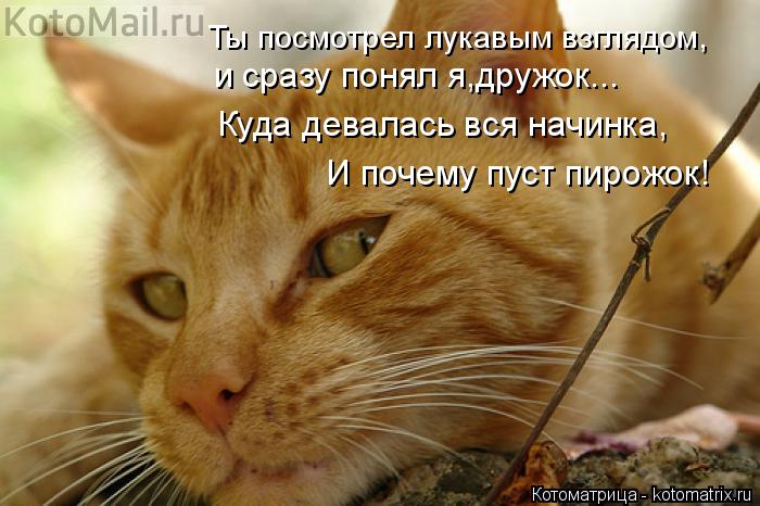 Котоматрица: Ты посмотрел лукавым взглядом, и сразу понял я,дружок... Куда девалась вся начинка, И почему пуст пирожок!