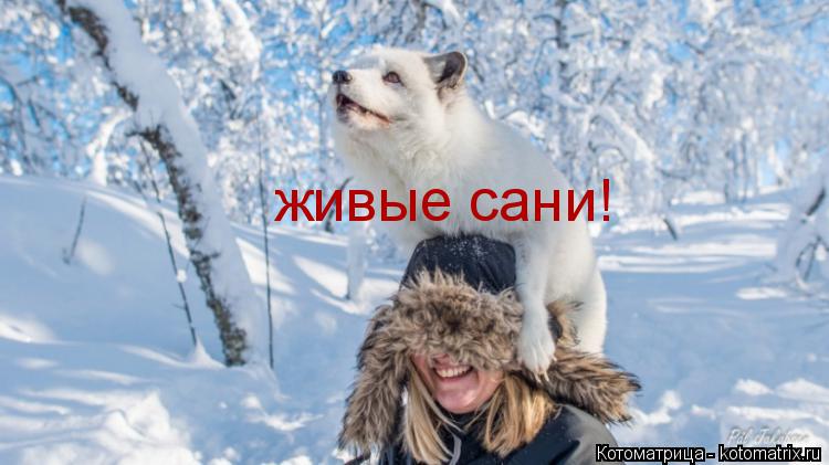 Котоматрица: живые сани!