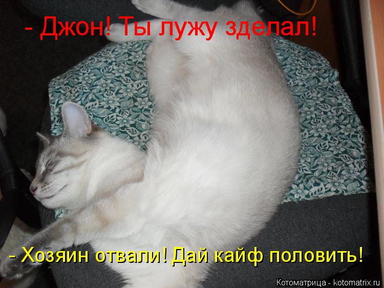 Котоматрица: - Джон! Ты лужу зделал! - Хозяин отвали! Дай кайф половить!