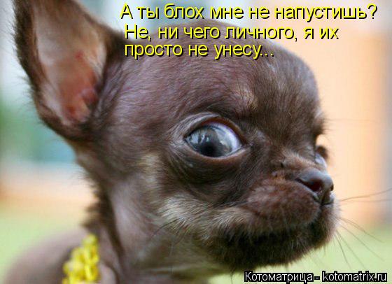 Котоматрица: А ты блох мне не напустишь? Не, ни чего личного, я их  просто не унесу...