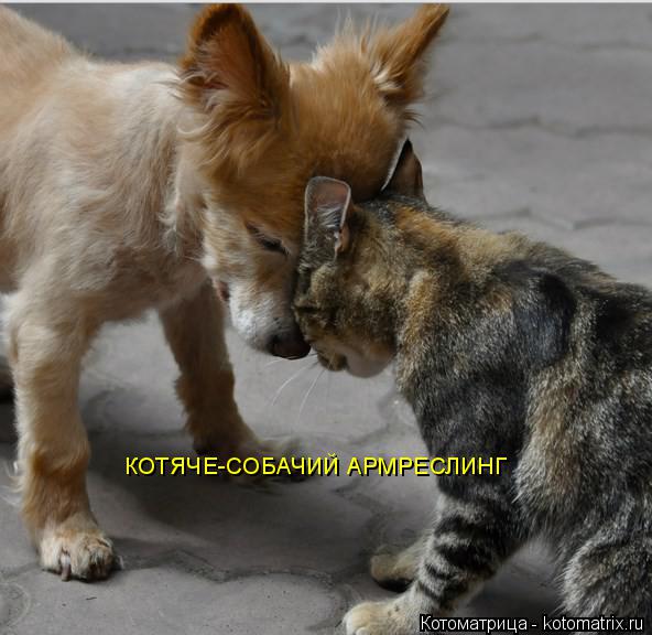 Котоматрица: КОТЯЧЕ-СОБАЧИЙ АРМРЕСЛИНГ