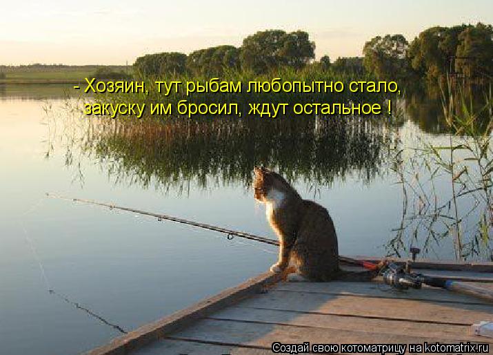 Котоматрица: - Хозяин, тут рыбам любопытно стало, закуску им бросил, ждут остальное !