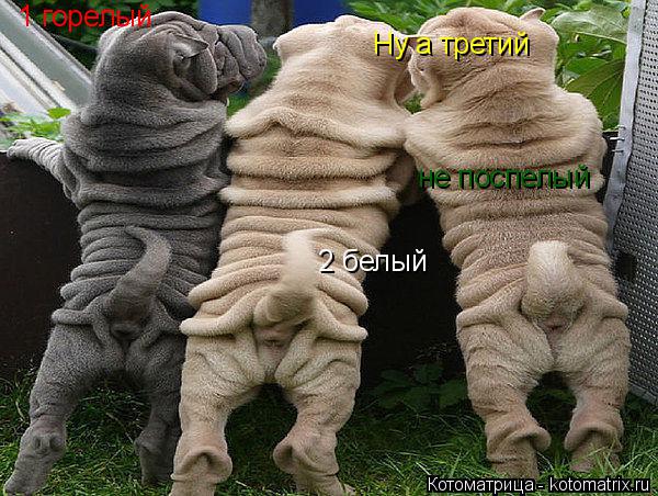 Котоматрица: 1 горелый 2 белый Ну а третий не поспелый не поспелый