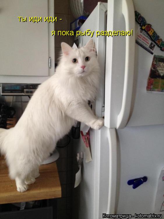 Котоматрица: ты иди иди - я пока рыбу разделаю!