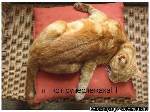Котоматрица: я - кот-суперлежака!!!