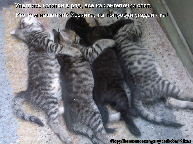 Котоматрица: Улеглись котятки в ряд, все как ангелочки спят. Кто там нашалил? Хозяйка, ты попробуй угадай - ка  Кто там нашалил? Хозяйка, ты попробуй угадай