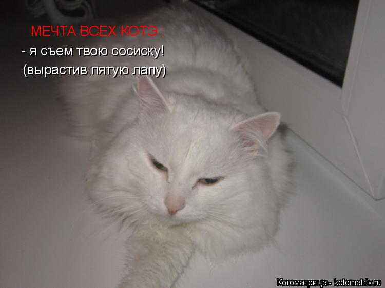 Котоматрица: (вырастив пятую лапу)  - я съем твою сосиску! МЕЧТА ВСЕХ КОТЭ :