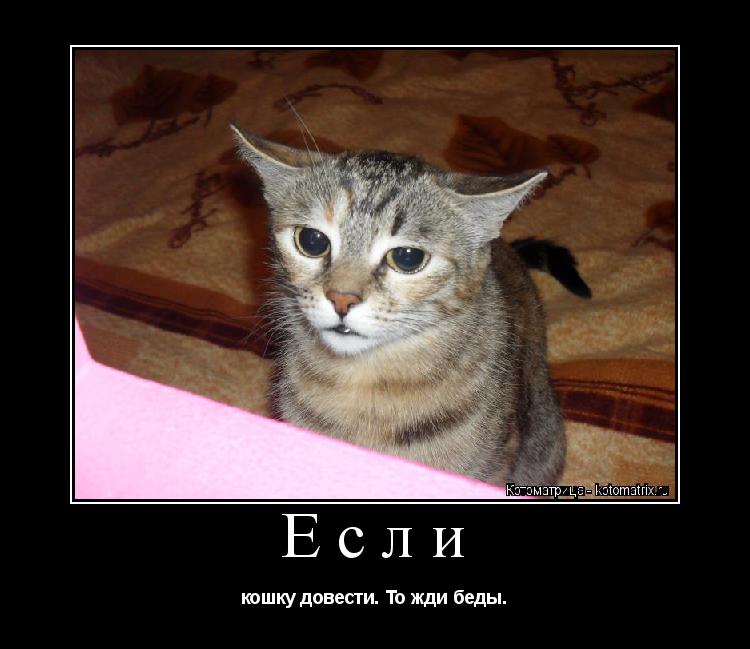 Котоматрица: Если кошку довести. То жди беды.