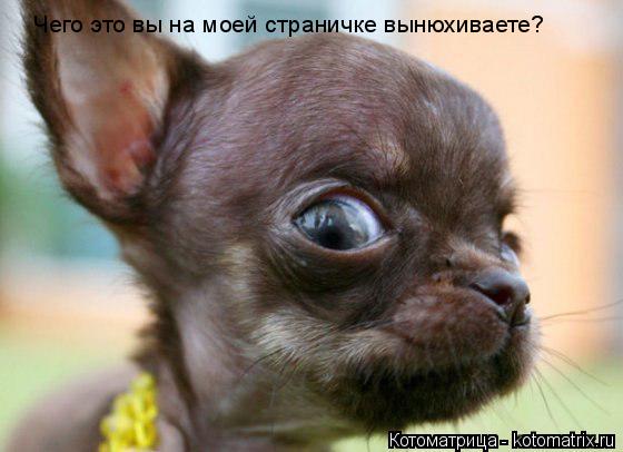 Котоматрица: Чего это вы на моей страничке вынюхиваете?