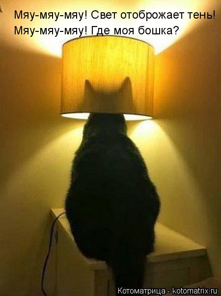 Котоматрица: Мяу-мяу-мяу! Свет отоброжает тень! Мяу-мяу-мяу! Где моя бошка?