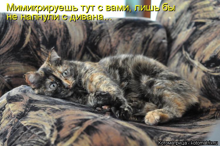 Котоматрица: Мимикрируешь тут с вами, лишь бы не напнули с дивана...