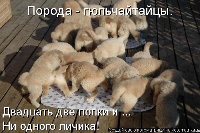Котоматрица: Двадцать две попки и ... Двадцать две попки и ... Ни одного личика! Порода - гюльчайтайцы.