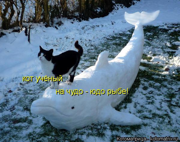 Котоматрица: кот учёный на чудо - юдо рыбе!