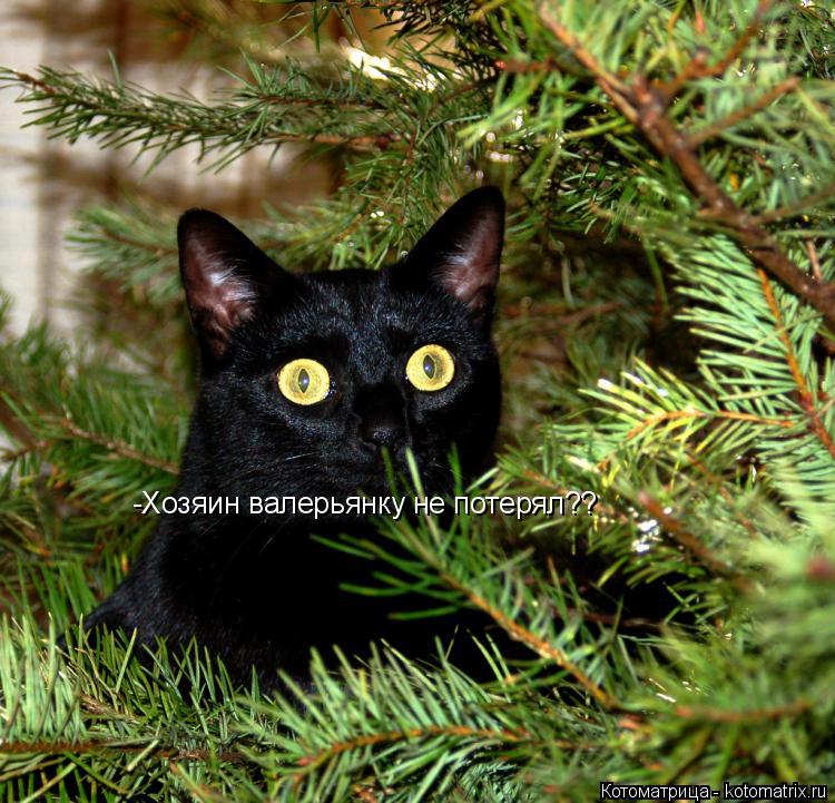 Котоматрица: -Хозяин валерьянку не потерял??