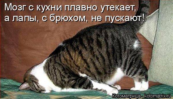Котоматрица: Мозг с кухни плавно утекает, а лапы, с брюхом, не пускают!
